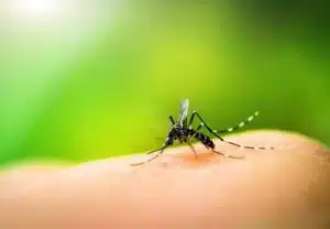 homemade mosquito repellant